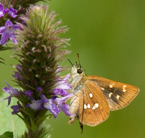 Four-spotted Skipperling Piruna polingi Butterfly