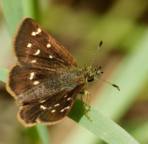 Four-spotted Skipperling Piruna polingi Butterfly