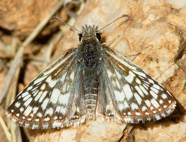 Desert Checkered-Skipper Pyrgus philetas