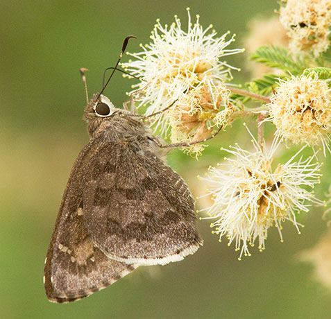 Skipper  family Hesperiidae subfamily pyrginae Butterfly