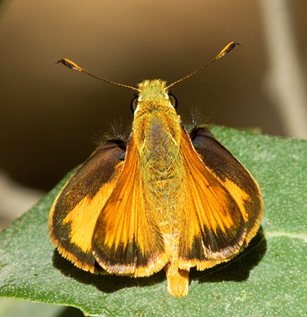 Taxiles Skipper Poanes Texiles Butterfly