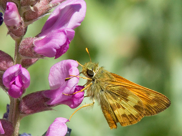 Taxiles Skipper Poanes Texiles Butterfly