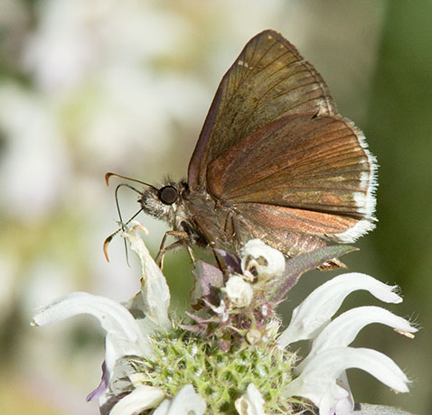 Mournful Duskwing Tristis Duskywing Erynnis tristis tatius  Hesperiidae subfamily pyrginae Butterfly