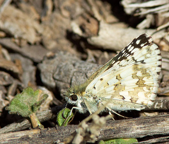 Checkered Skipper Pyrgus