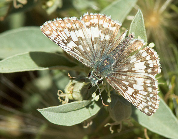 Checkered Skipper Pyrgus