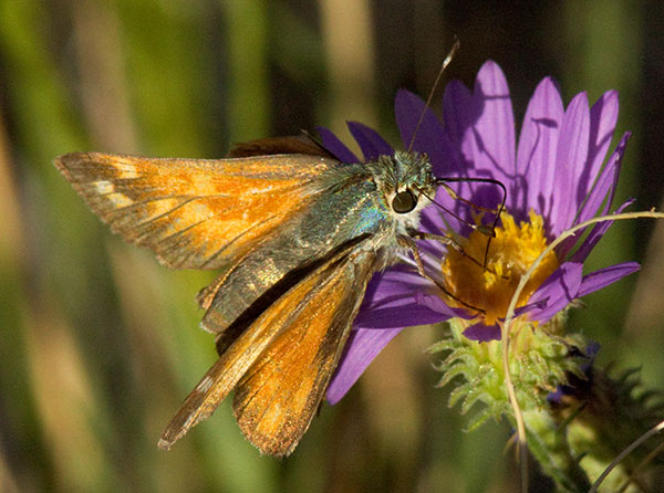 Apache Skipper Hesperia woodgatei  Butterfly