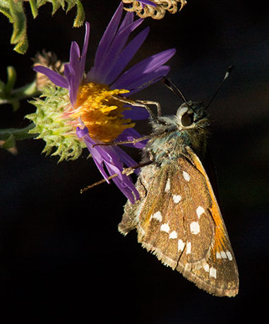 Apache Skipper Hesperia woodgatei  Butterfly