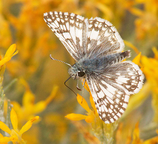 Checkered Skipper Pyrgus