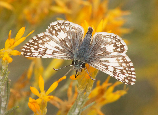 Checkered Skipper Pyrgus
