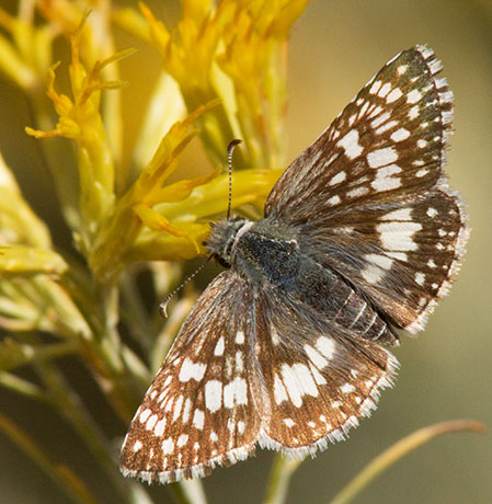 Checkered Skipper Pyrgus
