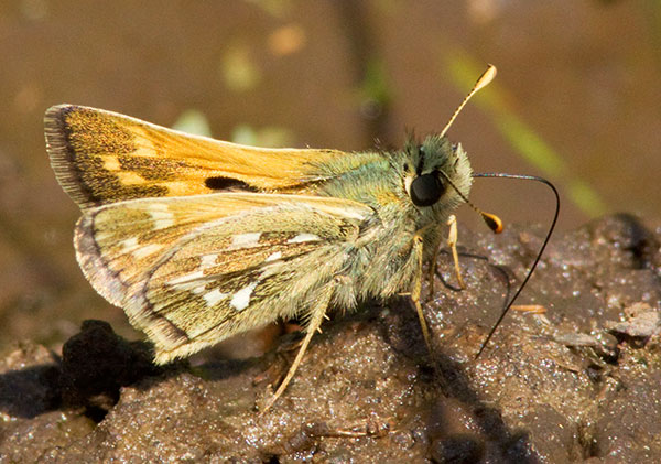Skipper  family Hesperiidae subfamily pyrginae Butterfly