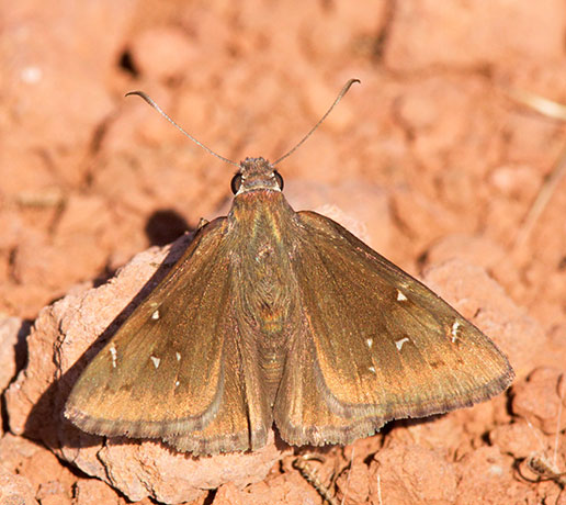 Northern cloudywing Thorybes pylades Butterfly 