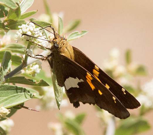 Silver-spotted Skipper Epargyreus clarus Butterfly