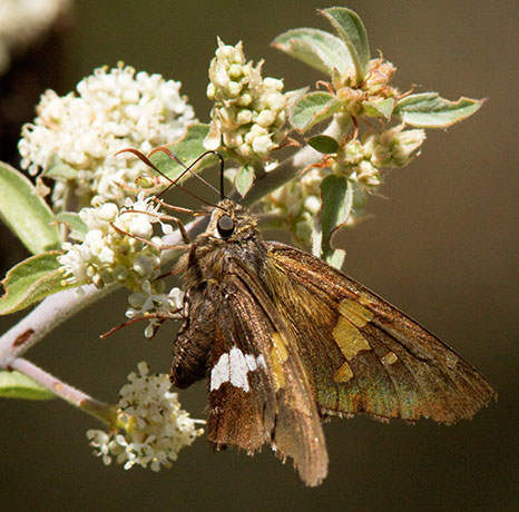 Silver-spotted Skipper Epargyreus clarus Butterfly