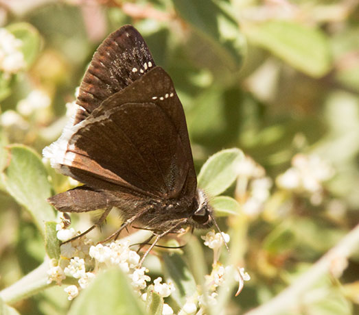 Mournful Duskwing Tristis Duskywing Erynnis tristis tatius  Hesperiidae subfamily pyrginae Butterfly