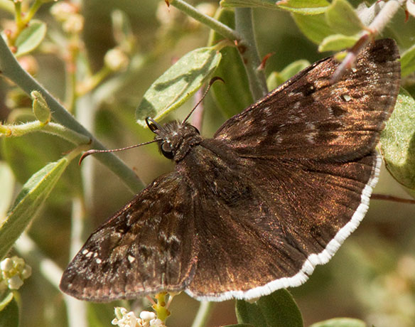 Mournful Duskwing Tristis Duskywing Erynnis tristis tatius  Hesperiidae subfamily pyrginae Butterfly