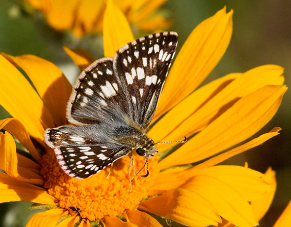 Checkered Skipper Pyrgus
