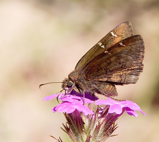 Northern cloudywing Thorybes pylades Butterfly 