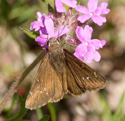 Northern cloudywing Thorybes pylades Butterfly 