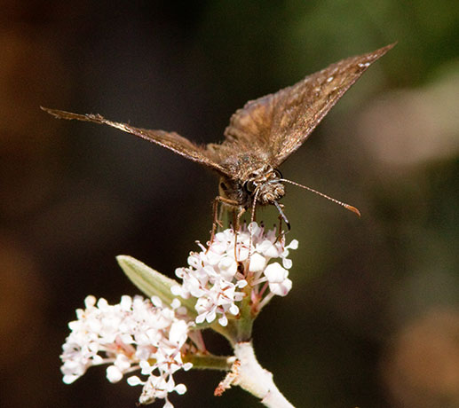Duskywing family Hesperiidae subfamily pyrginae Butterfly