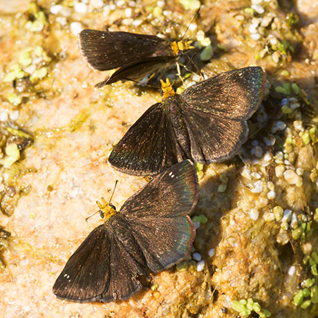 Golden-headed Scallopwing Staphylus ceos Butterfly 