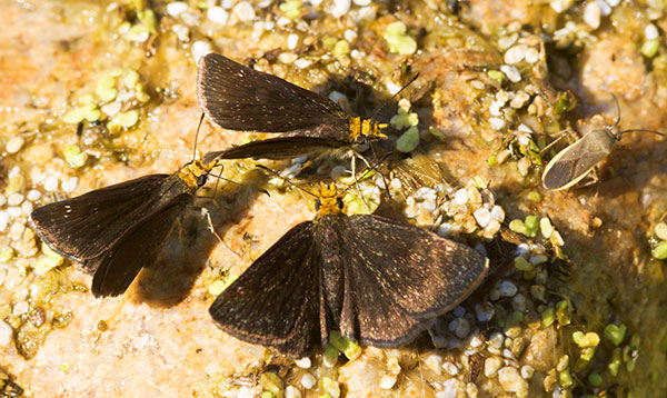 Golden-headed Scallopwing Staphylus ceos Butterfly 