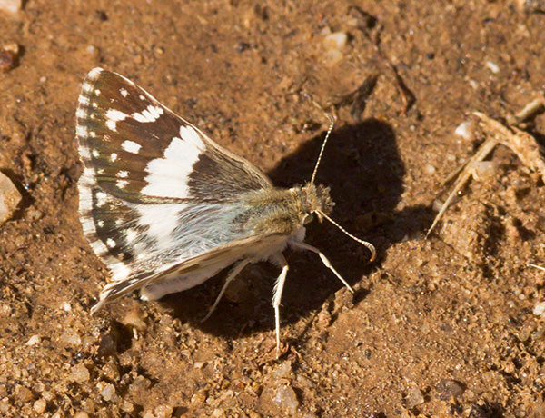 Erichson's White-Skipper Heliopetes domicella