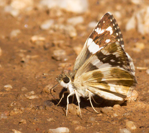 Erichson's White-Skipper Heliopetes domicella