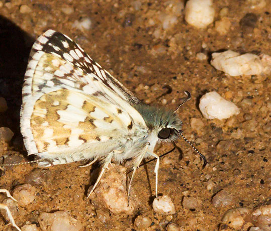 Common Checkered-Skipper Pyrgus communis or White Checkered-Skipper Pyrgus albescens 