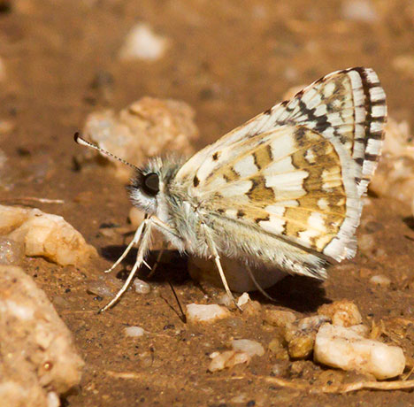 Common Checkered-Skipper Pyrgus communis or White Checkered-Skipper Pyrgus albescens 