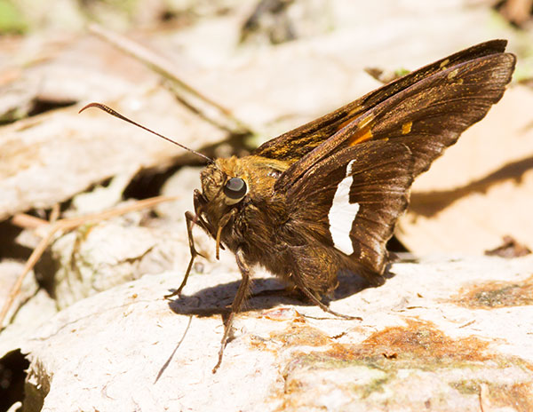 Silver-spotted Skipper Epargyreus clarus Butterfly