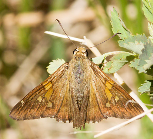 Silver-spotted Skipper Epargyreus clarus Butterfly