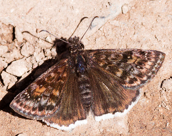 Pacuvius Duskwing Erynnis pacuvius Butterfly