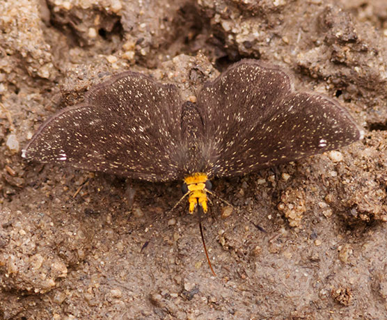 Golden-headed Scallopwing Staphylus ceos Butterfly 