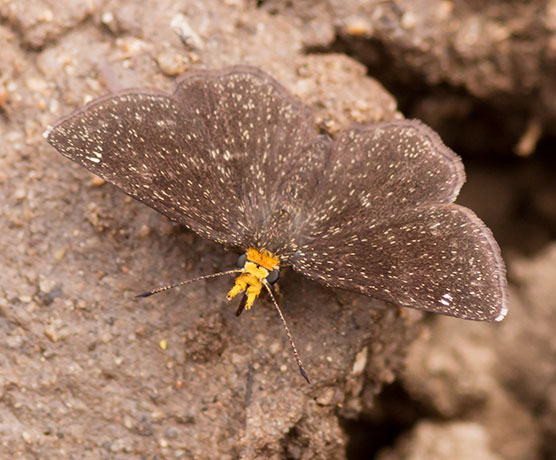 Golden-headed Scallopwing Staphylus ceos Butterfly 