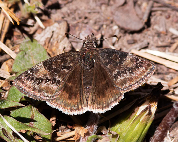 Funereal Duskywing Erynnis funeralis Butterfly