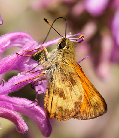 Taxiles Skipper Poanes Texiles Butterfly