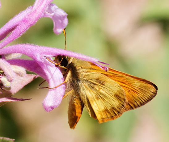 Taxiles Skipper Poanes Texiles Butterfly