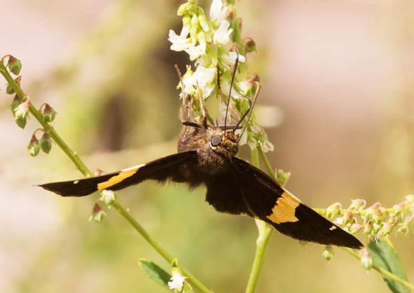 Golden Banded Skipper Autochton cellus Butterfly