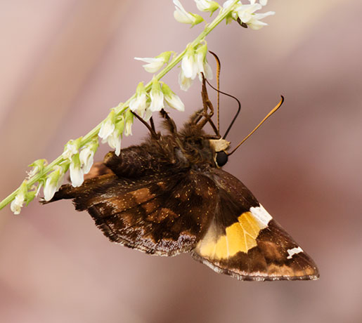 Golden Banded Skipper Autochton cellus Butterfly