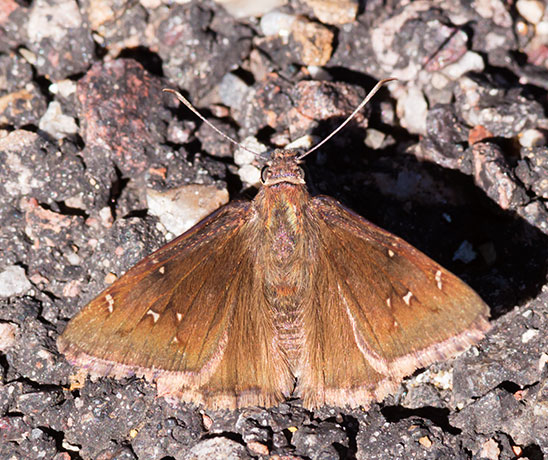 Northern cloudywing Thorybes pylades Butterfly 