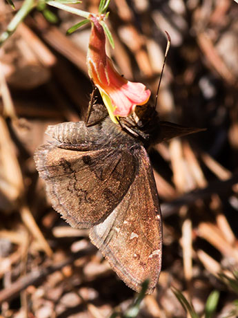Northern cloudywing Thorybes pylades Butterfly 