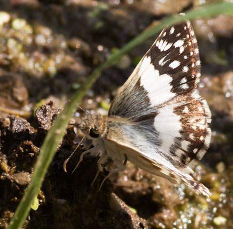 Erichson's White-Skipper Heliopetes domicella