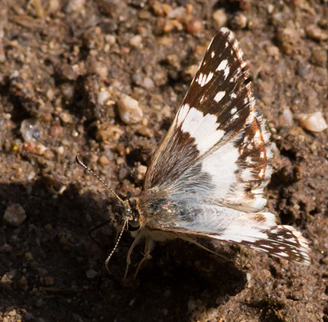Erichson's White-Skipper Heliopetes domicella