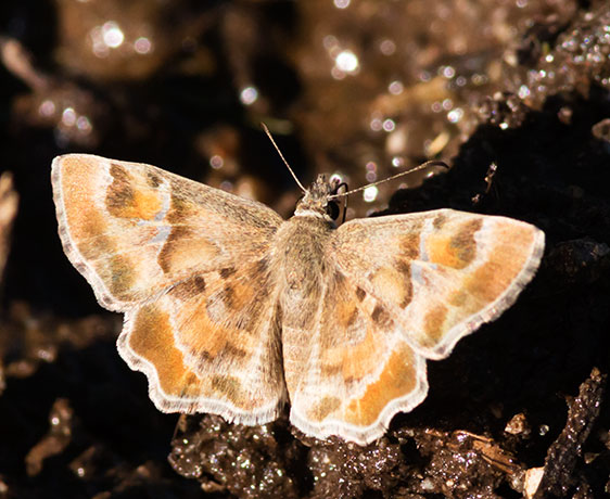 Arizona Powdered-Skipper Systasea zampa Butterfly