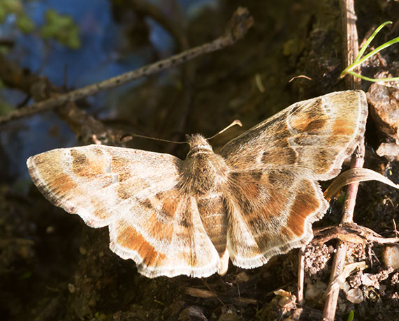 Arizona Powdered-Skipper Systasea zampa Butterfly