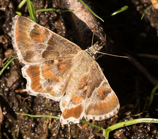 Arizona Powdered-Skipper Systasea zampa Butterfly