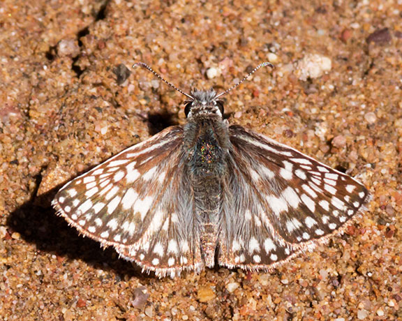 Desert Checkered-Skipper Pyrgus philetas