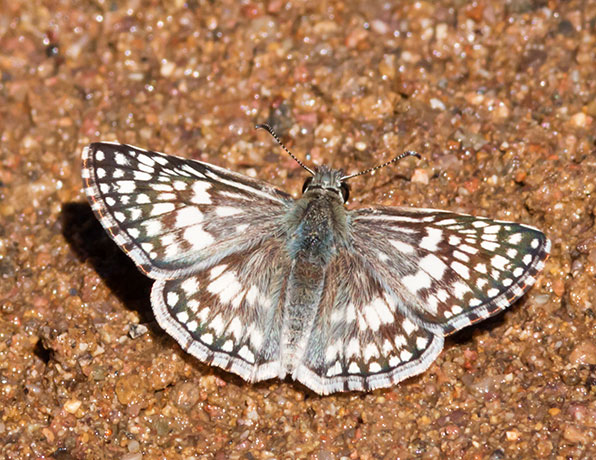 Desert Checkered-Skipper Pyrgus philetas