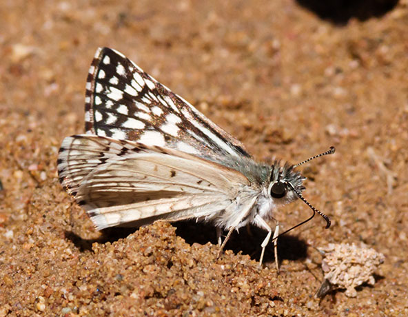 Desert Checkered-Skipper Pyrgus philetas
